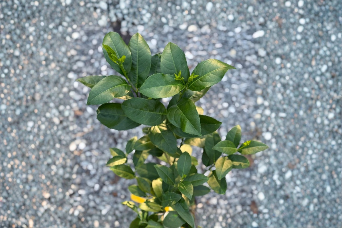 Eureka Lemon Tree Live Plant, Grafted Citrus Fruit Tree in 5-Inch Pot, Indoor & Outdoor Edible Garden