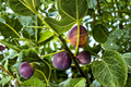 Brown Turkey Fig Tree Live Plant – 2ft Tall, Air Layered, Fruit-Producing, Ficus carica for Backyard Garden & Container