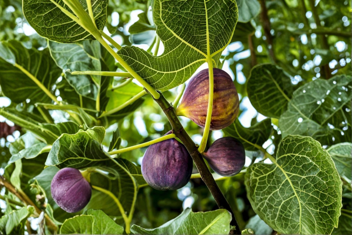 Brown Turkey Fig Tree Live Plant – 2ft Tall, Air Layered, Fruit-Producing, Ficus carica for Backyard Garden & Container