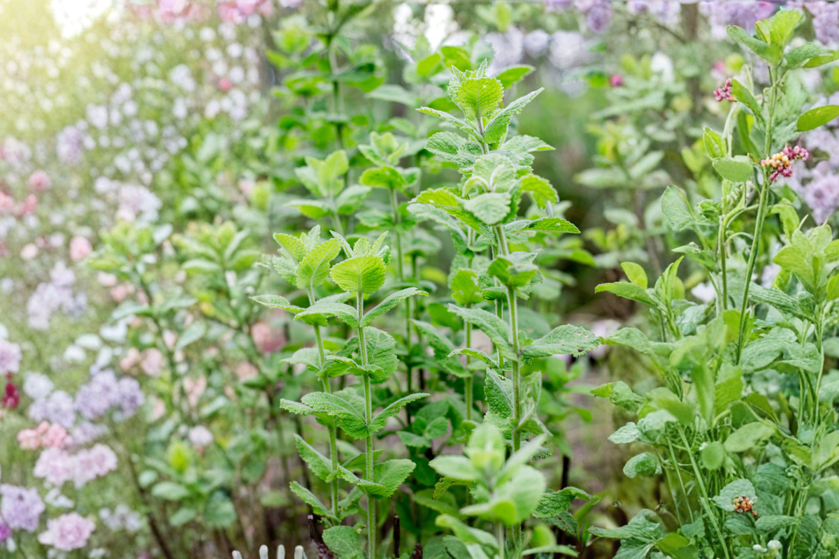 Wrigley's Spearmint Live Rooted Plants – 4-6 Inch Herb, Mentha spicata, Aromatic Green Foliage, Perennial, Container & Garden