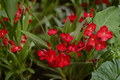 Red Oleander Live Plant in 4-Inch Pot – Nerium oleander Evergreen Shrub with Red Flowers for Landscape, Hedges, and Containers