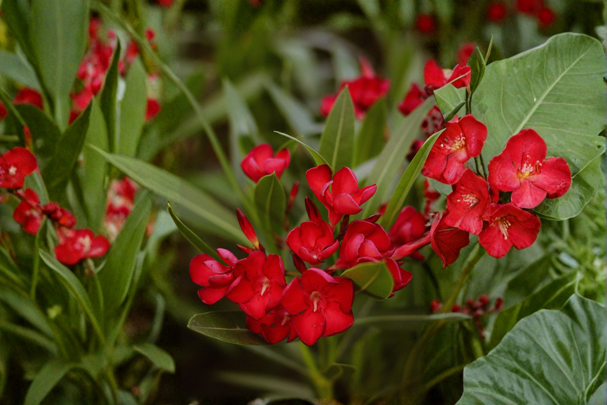 Red Oleander Live Plant in 4-Inch Pot – Nerium oleander Evergreen Shrub with Red Flowers for Landscape, Hedges, and Containers