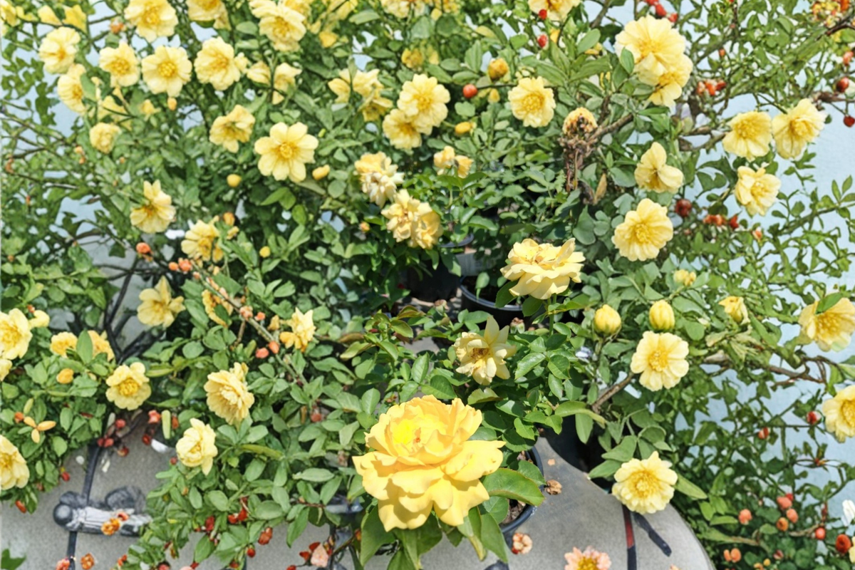 Julia Child Floribunda Rose Plant 2 Gal – Butter Yellow Blooms, Compact Bush, Rosa ‘Julia Child’ for Garden Landscaping