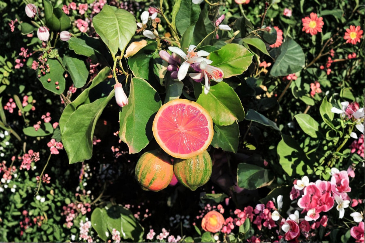 Variegated Pink Lemon Tree Live Plant, Grafted Citrus Tree in 5-Inch Pot, Indoor Outdoor Edible Garden, Pink-Fleshed Lemon, Citrus limon