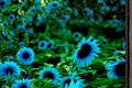 Dark Purple Sunflower Seeds – Helianthus annuus, 5 Pack for Outdoor Garden, Ornamental Flower, Tall Upright, Full Sun