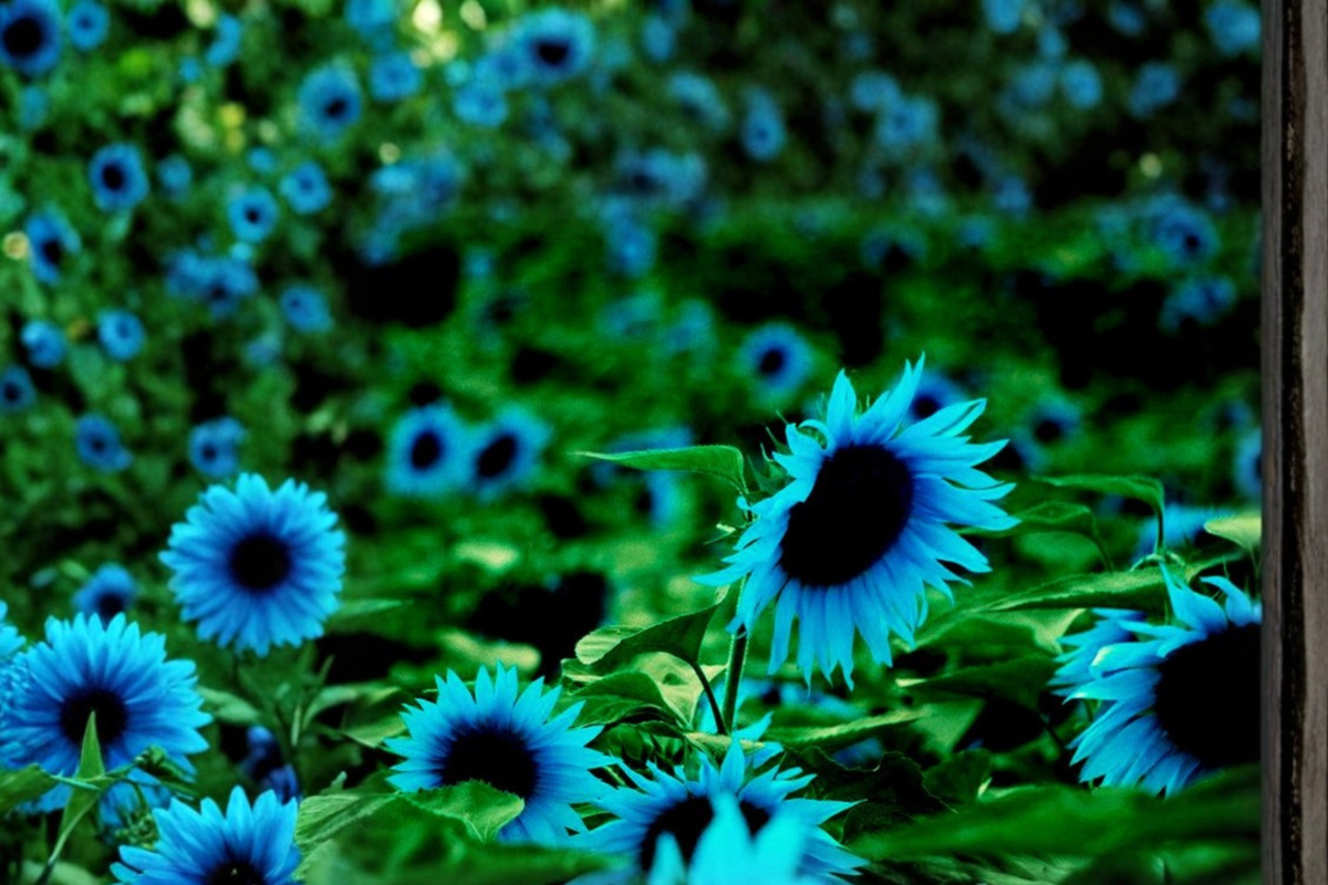 Dark Purple Sunflower Seeds – Helianthus annuus, 5 Pack for Outdoor Garden, Ornamental Flower, Tall Upright, Full Sun