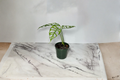 Monstera Obliqua Peru Live Plant, Rare Fenestrated Tropical Houseplant, Rooted Cutting, Indoor Climbing Foliage