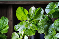 Malabar Spinach Seeds, Green Basella alba, Climbing Leafy Vine, Garden Vegetable, 100+ Seeds