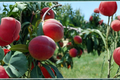 Nectar Peach Tree 4-6 Ft Live Plant – Fruit Tree, Prunus persica Outdoor Orchard Tree for Backyard Garden