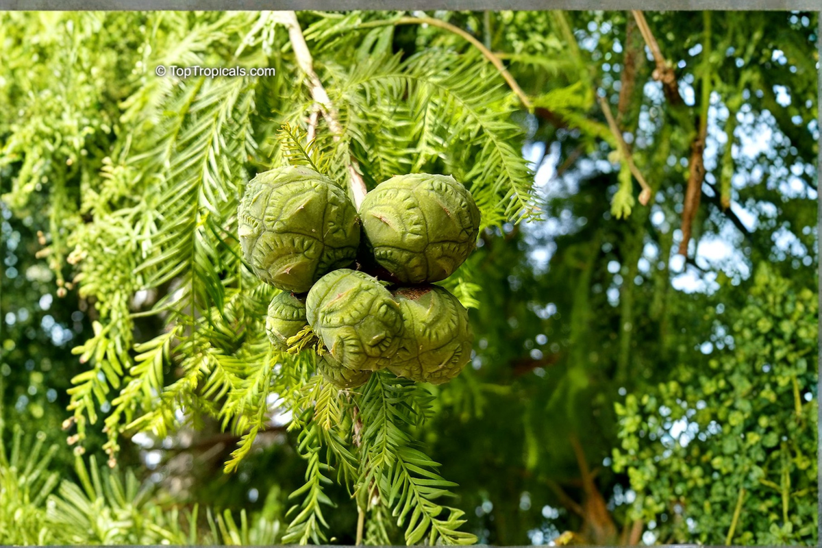 Live Bald Cypress Tree in 1-Quart Grow Bag – Taxodium distichum, Native North American Deciduous Conifer for Landscaping