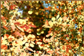 Winecraft Gold Smokebush Live Plant 4-Inch Pot, Deciduous Ornamental Shrub with Bright Golden Foliage, Cotinus coggygria Proven Winners