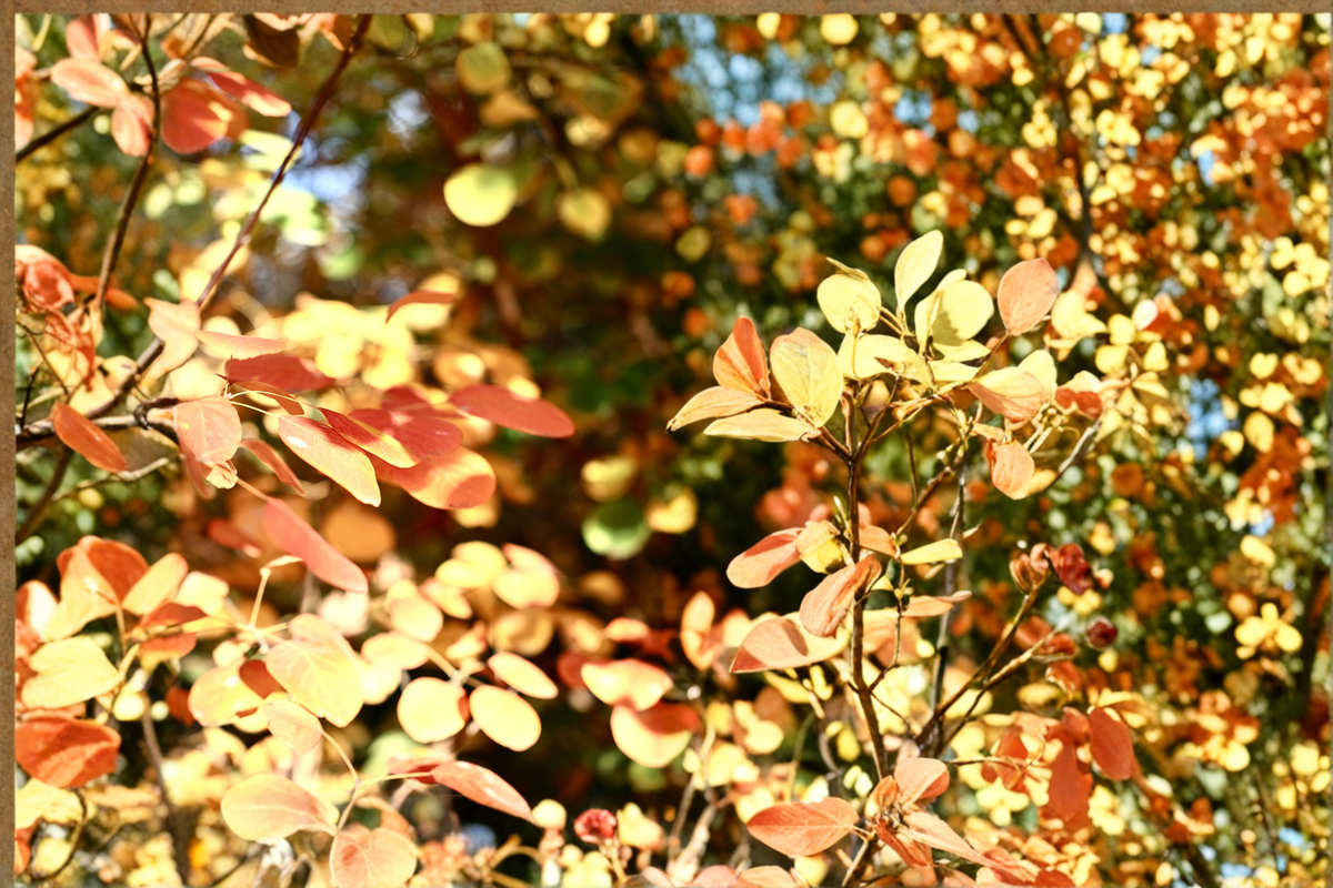Winecraft Gold Smokebush Live Plant 4-Inch Pot, Deciduous Ornamental Shrub with Bright Golden Foliage, Cotinus coggygria Proven Winners