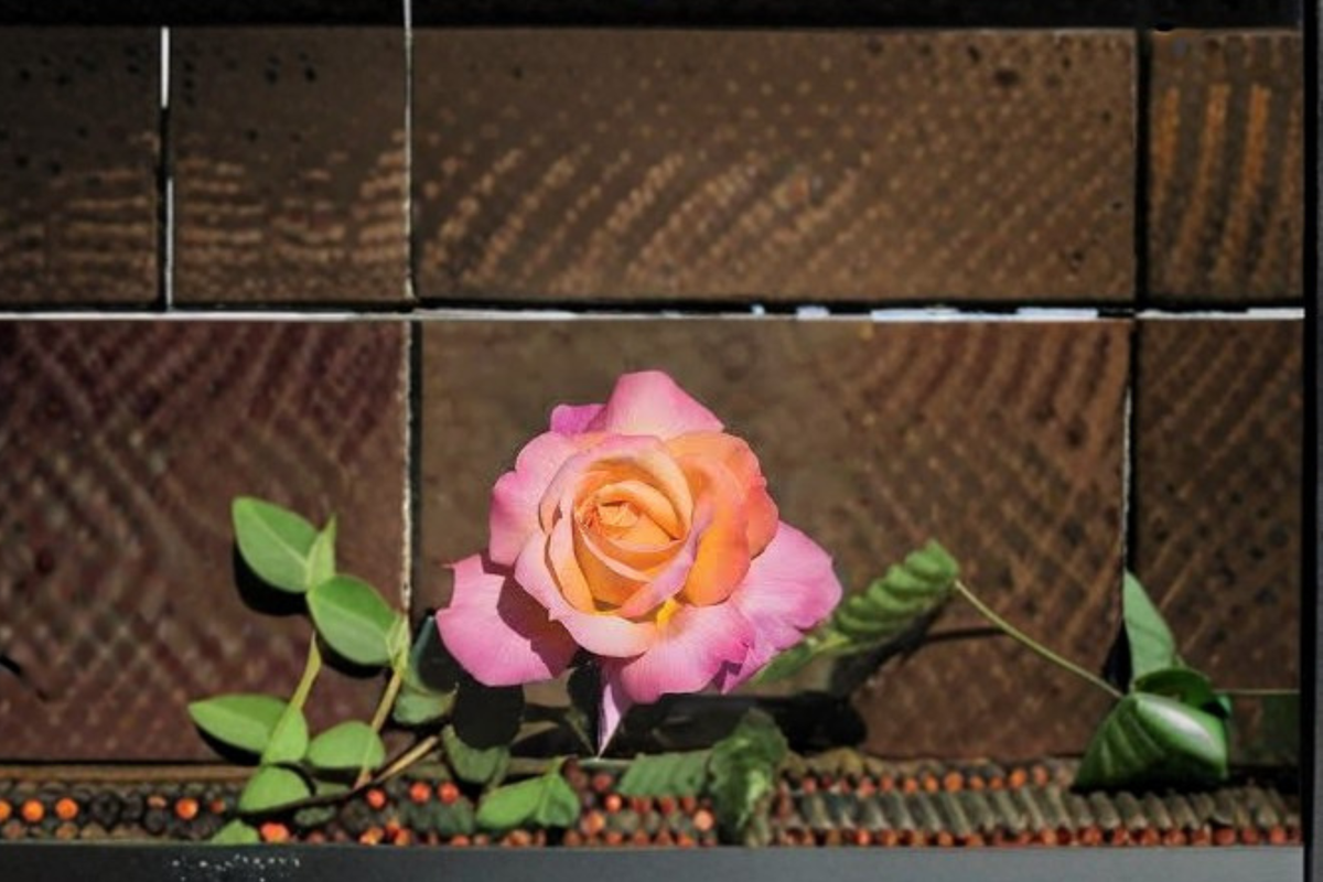 Chicago Peace Rose Pink Yellow Hybrid Tea Rose Plant 2 Gal Live Bush for Garden Landscape