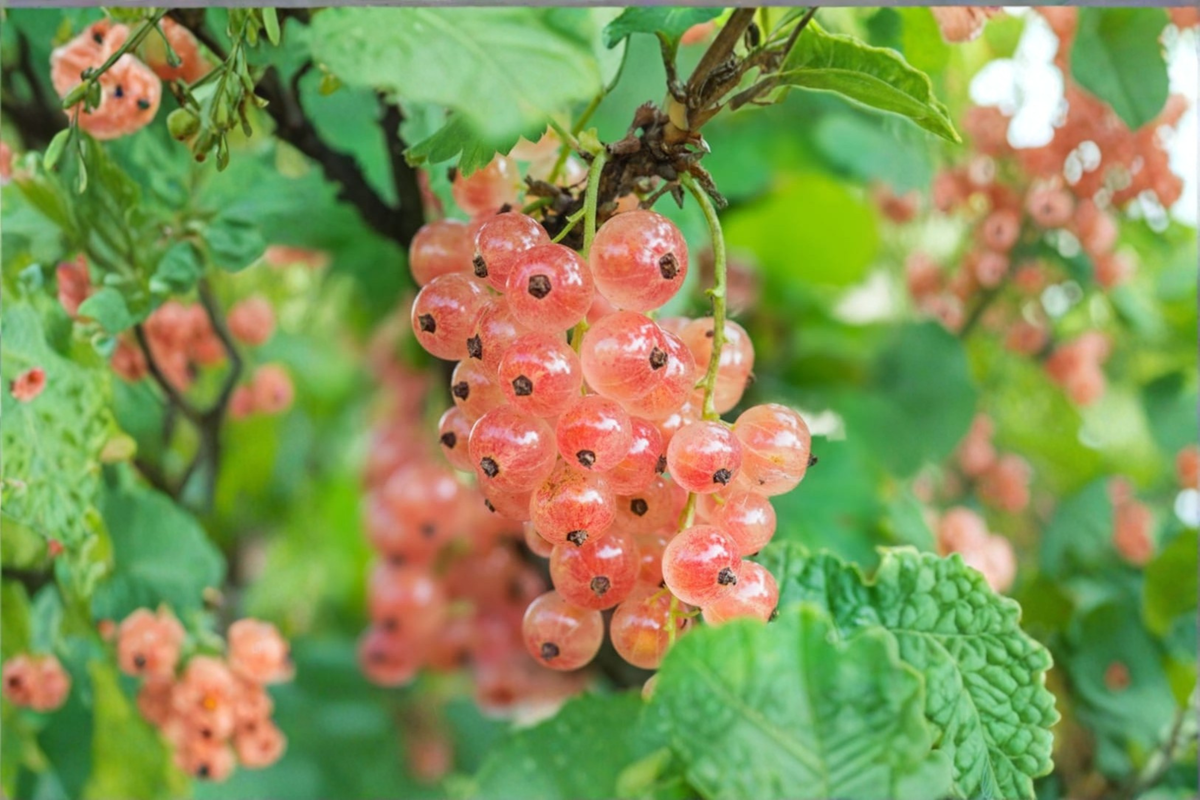 Pink Currant Live Plant 1 Gallon Pot Edible Berry Bush Ribes rubrum Gloire Des Sablons