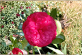 Japanese Camellia ‘C.M. Hovey’ 3 Gallon – Red Evergreen Flowering Shrub Camellia japonica for Shade Gardens
