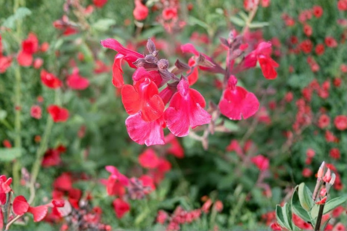 Lipstick Salvia Live Plant 1 Gallon, Salvia greggii, Bright Red Flowers, Pollinator Attracting, Drought Tolerant, Ornamental Shrub