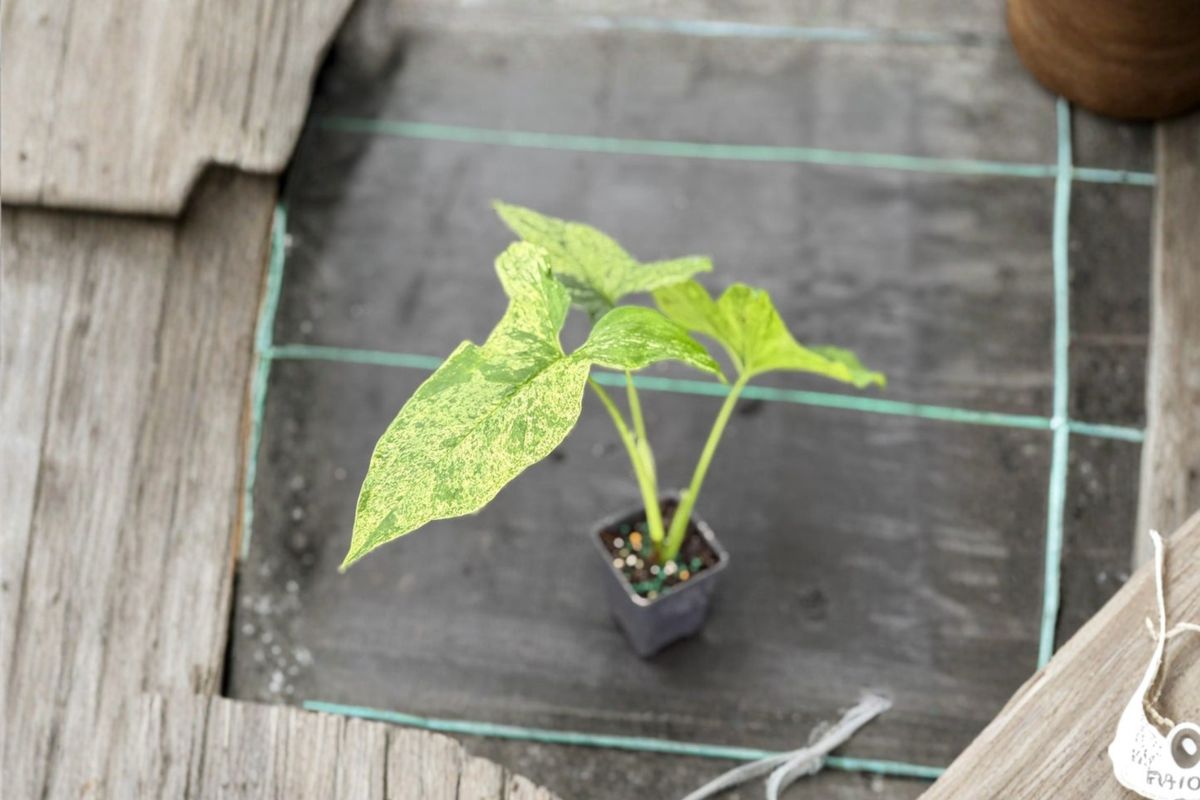 Syngonium Mojito Live Plant, Variegated Arrowhead, Rooted Tropical Houseplant, Indoor Decor, Rare Marbled Foliage