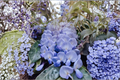 Blue Moon Wisteria Live Plant – 6 to 14 Inches Tall – Fragrant Lavender-Blue Flowers – Wisteria macrostachya Climbing Vine