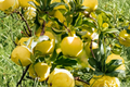 Golden Delicious Apple Tree 4-6 Ft Live Plant – Sweet Apple Fruit Tree, Malus domestica for Orchard Garden