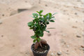 Ficus Ginseng Bonsai Live Plant – Tropical Indoor Houseplant in 4 Inch Pot, Compact Ginseng Tree, Ficus microcarpa 'Ginseng'