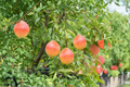 Dwarf Pomegranate Seeds – Punica granatum – Compact Edible Fruit Tree for Indoor & Outdoor Gardening