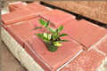 Hoya Macrophylla Variegata Live Plant – 4 Inch Variegated Tropical Houseplant with Cream Foliage