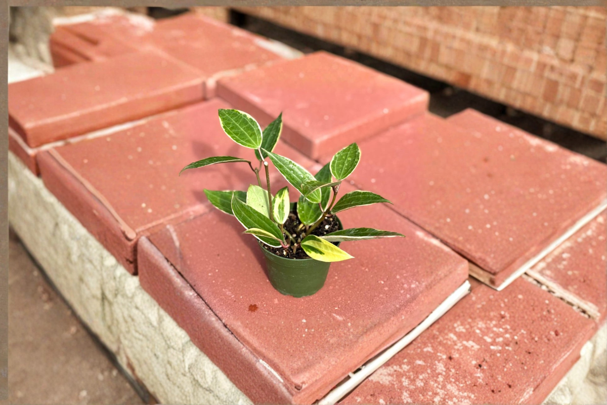 Hoya Macrophylla Variegata Live Plant – 4 Inch Variegated Tropical Houseplant with Cream Foliage