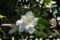 Gardenia jasminoides 'Veitchii' Live Starter Plant – Double White Fragrant Flowers, Evergreen Shrub for Garden, Patio & Container