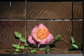 Chicago Peace Hybrid Tea Rose Bush – 2-Gallon Pink Yellow Blooming Rose for Garden Landscape & Outdoor Flowering Shrub