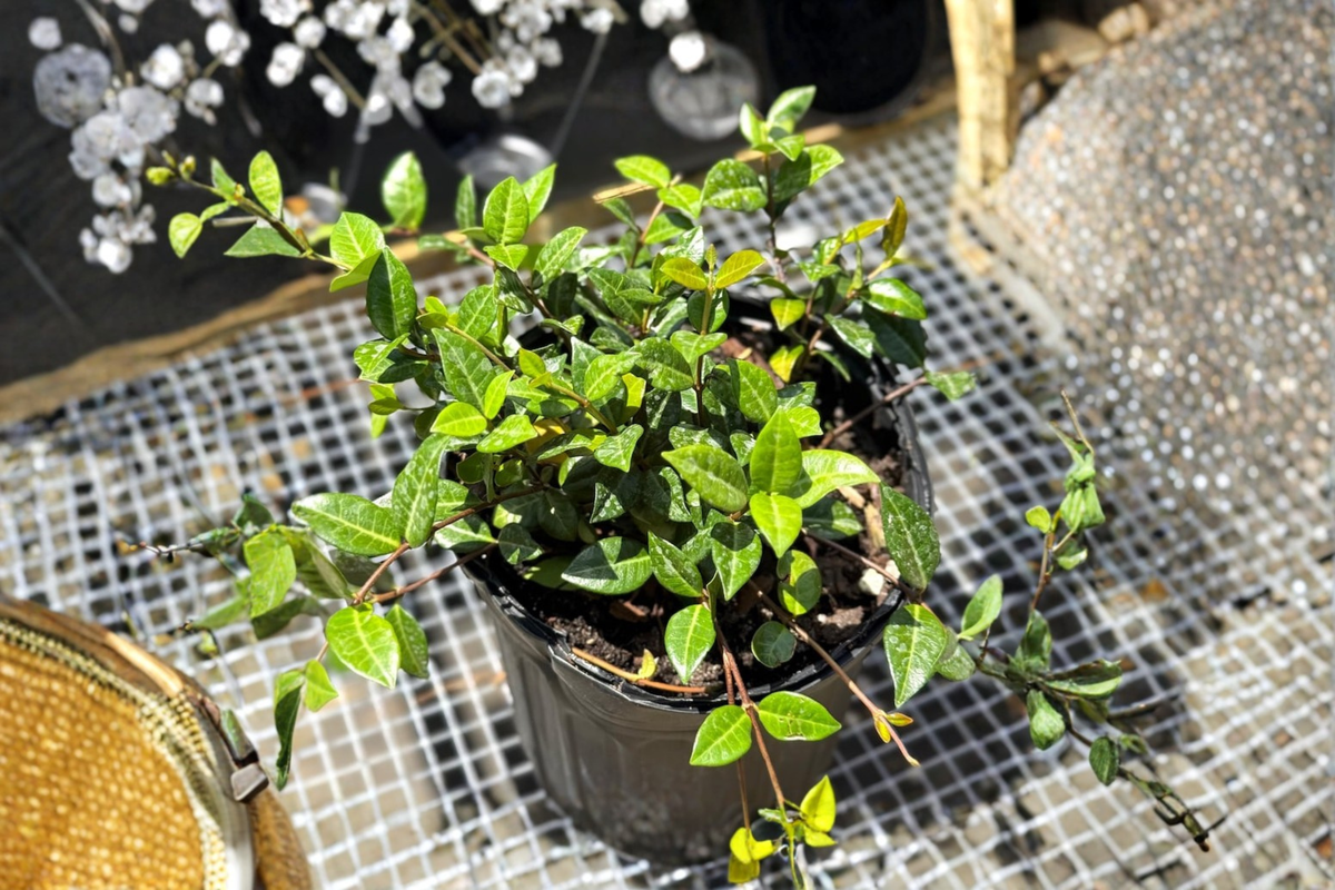 Asiatic Jasmine Minima Live Plant - 2 Inch Pot, Evergreen Groundcover Vine, Indoor & Outdoor, Trachelospermum asiaticum