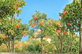 Washington Navel Orange Grafted Citrus Tree – Live Indoor Outdoor Fruit Plant Citrus sinensis