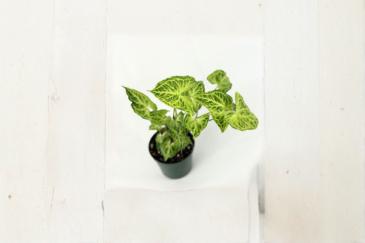 Syngonium Batik Live Plant, White Variegated Arrowhead, Tropical Houseplant, Starter Plant, Syngonium podophyllum