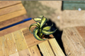 Sansevieria Trifasciata Spiral Live Plant – 2 Inch Pot, Indoor Houseplant, Beginner Friendly, Modern Decor, Tropical Snake Plant