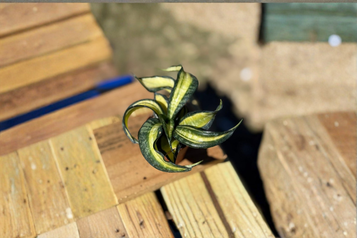 Sansevieria Trifasciata Spiral Live Plant – 2 Inch Pot, Indoor Houseplant, Beginner Friendly, Modern Decor, Tropical Snake Plant