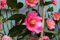 Japanese Camellia ‘Crimson Candles’ 3 Gallon – Camellia japonica Red Evergreen Flowering Shrub for Shade Gardens