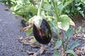 Black Beauty Eggplant Seeds – Heirloom Solanum melongena, 100+ Non-GMO Vegetable Garden Planting Seeds for Container & Bed