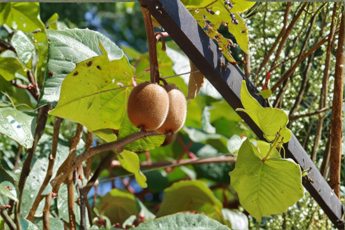 Clark Male Kiwi Pollinator Live Rooted Plant – Hardy Male Kiwi Vine for Pollination, USDA Zones 4-8