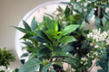 Live Sweet Bay Leaf Tree in 1-Gallon Pot – Laurus Nobilis, Bushy Evergreen Herb for Culinary Gardens