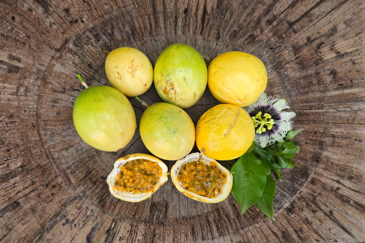 Giant Granadilla Passion Fruit Seeds – Climbing Tropical Vine for Garden & Trellis – Passiflora ligularis