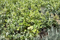 Variegated Confederate Jasmine Live Plant 2-Inch Pot, Evergreen Climbing Vine, Trachelospermum jasminoides ‘Variegatum’