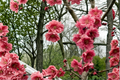 Crimson Cascade Weeping Peach Tree 4-6 Ft Live Pink Blossom Ornamental Garden Tree Prunus persica