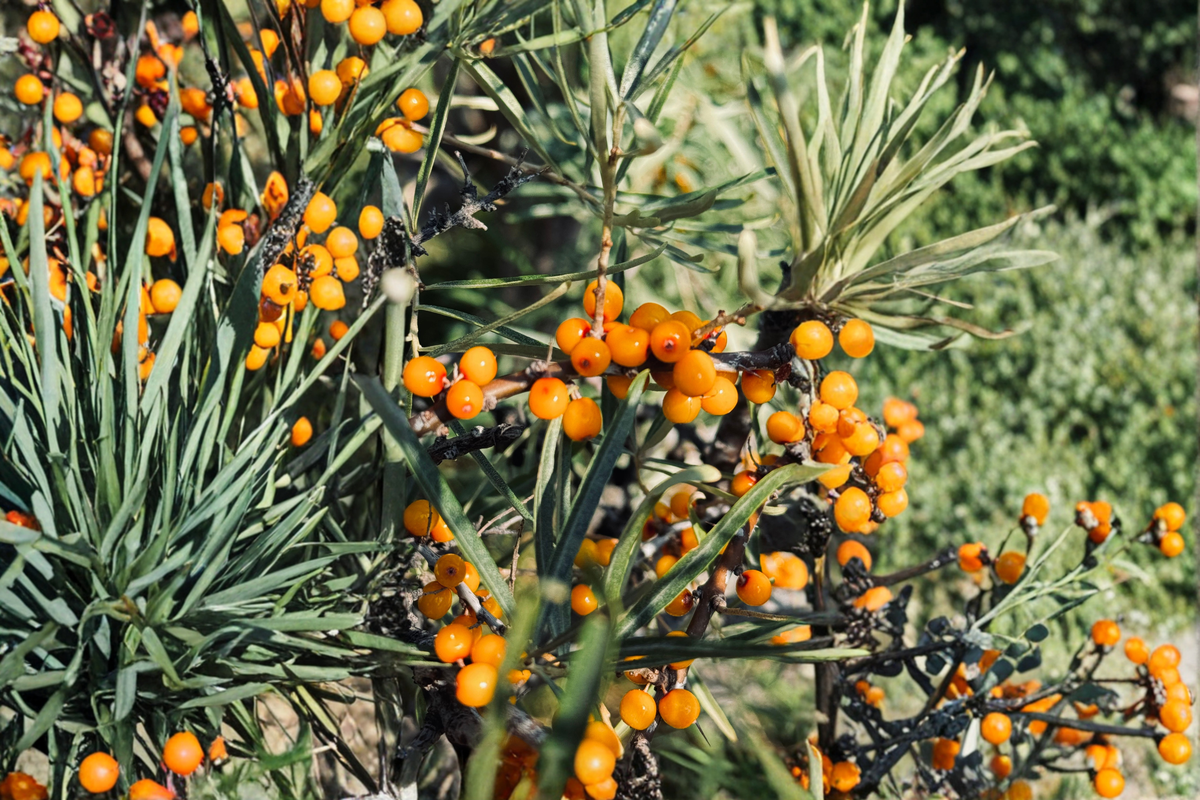 Sea Buckthorn Bare Root Plants – Hippophae rhamnoides Shrubs for Edible Gardens & Wildlife Habitat