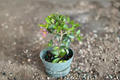Barbados Cherry Bonsai Live Plant, Tropical Malpighia Glabra, Indoor Outdoor Starter Tree, Compact Decorative Shrub