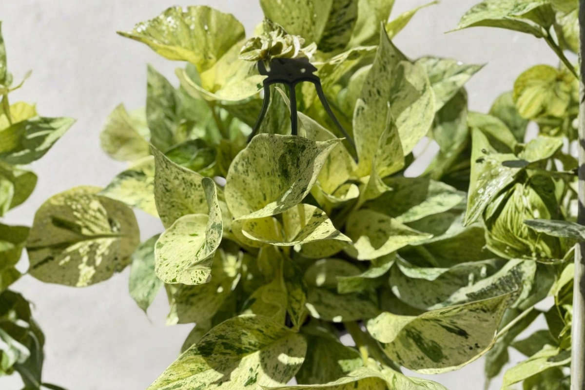 Snow Queen Pothos Live Plant, Variegated Hanging Indoor Houseplant, Epipremnum aureum 'Snow Queen' 8-Inch Pot