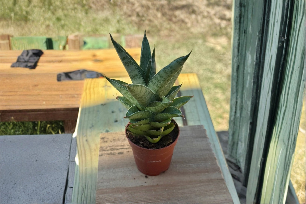 Sansevieria Green Pagoda Live Plant – 2 Inch Pot, Rare Snake Plant, Indoor Houseplant, Dracaena trifasciata, Beginner Friendly