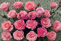 Touch of Class Hybrid Tea Rose Bush – 3-Gallon Pink Blooming Rose Shrub for Garden Landscape