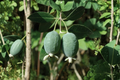 Pineapple Guava Live Plant in 1 Gallon Pot, Acca sellowiana, Edible Fruit Shrub, Tropical Landscape, Feijoa Tree