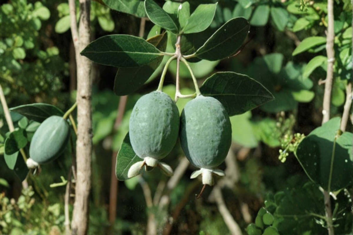 Pineapple Guava Live Plant in 1 Gallon Pot, Acca sellowiana, Edible Fruit Shrub, Tropical Landscape, Feijoa Tree