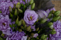 Lisianthus 'Chateau Blue' Live Starter Plugs – Eustoma grandiflorum with Blue Rose-Like Blooms – 4 Plants for Garden, Container, Cut Flowers