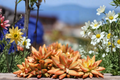 Rare Graptosedum Succulent Cutting – Unrooted 3-Inch Hybrid Rosette Plant for Indoor & Outdoor Gardens